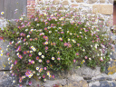 Bretagne-14